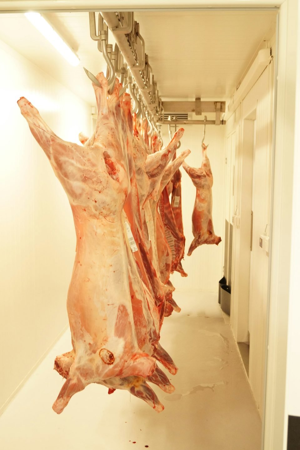 Cámara frigorífica con canales de carne